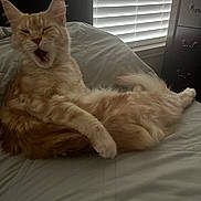 Cheddar is registered to the contest to win money with this photo: cat, ginger_cat, fluffy, yawning, bed, blanket, window, blinds, indoor, furniture, relaxed, pet, animal, sleepy, cozy, whiskers, tail, paw, resting, domestic