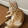 Cheddar is registered to the contest to win money with this photo: animal, beige_wall, brown_rug, cat, domestic_cat, ears, feline, floor, fluffy, indoor, looking_at_camera, lying_down, orange_tabby, pet, relaxed, rug, tail, wall, whiskers, wooden_floor