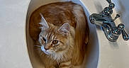 Cheddar is registered to the contest to win money with this photo: animal, bathroom, cat, chrome, clean, comfort, countertop, cozy, curled_up, cute, domestic, faucet, fur, indoor, orange_tabby, pet, reflection, relaxed, sink, whiskers