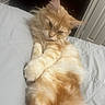 Cheddar is registered to the contest to win money with this photo: animal, bed, bedspread, cat, cozy, door, dresser, ears, feline, fluffy, fur, furniture, indoor, orange_tabby, paw, pet, relaxation, resting, sleepy, whiskers