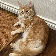 Cheddar is registered to the contest to win money with this photo: animal, cat, closeup, domestic_cat, ears, feline, floor, fluffy, ginger_cat, home, indoor, lying_down, mammal, pet, relaxed, resting, rug, tail, whiskers, wooden_floor