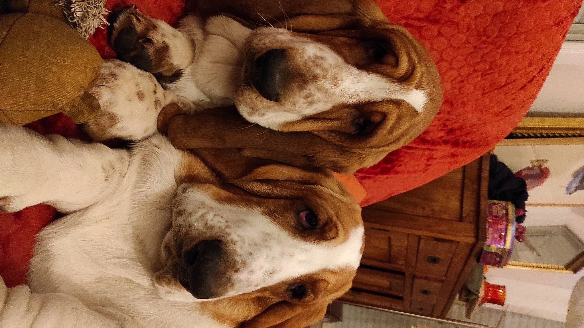 Schupachups Et Maurice participe au concours pour gagner de l'argent avec cette photo : art, canidae, carnivore, comfort, companion_dog, dog, dog_breed, dog_collar, fawn, fur, liver, mammal, non_sporting_group, paw, snout, sporting_group, whiskers, wood, working_animal, wrinkle