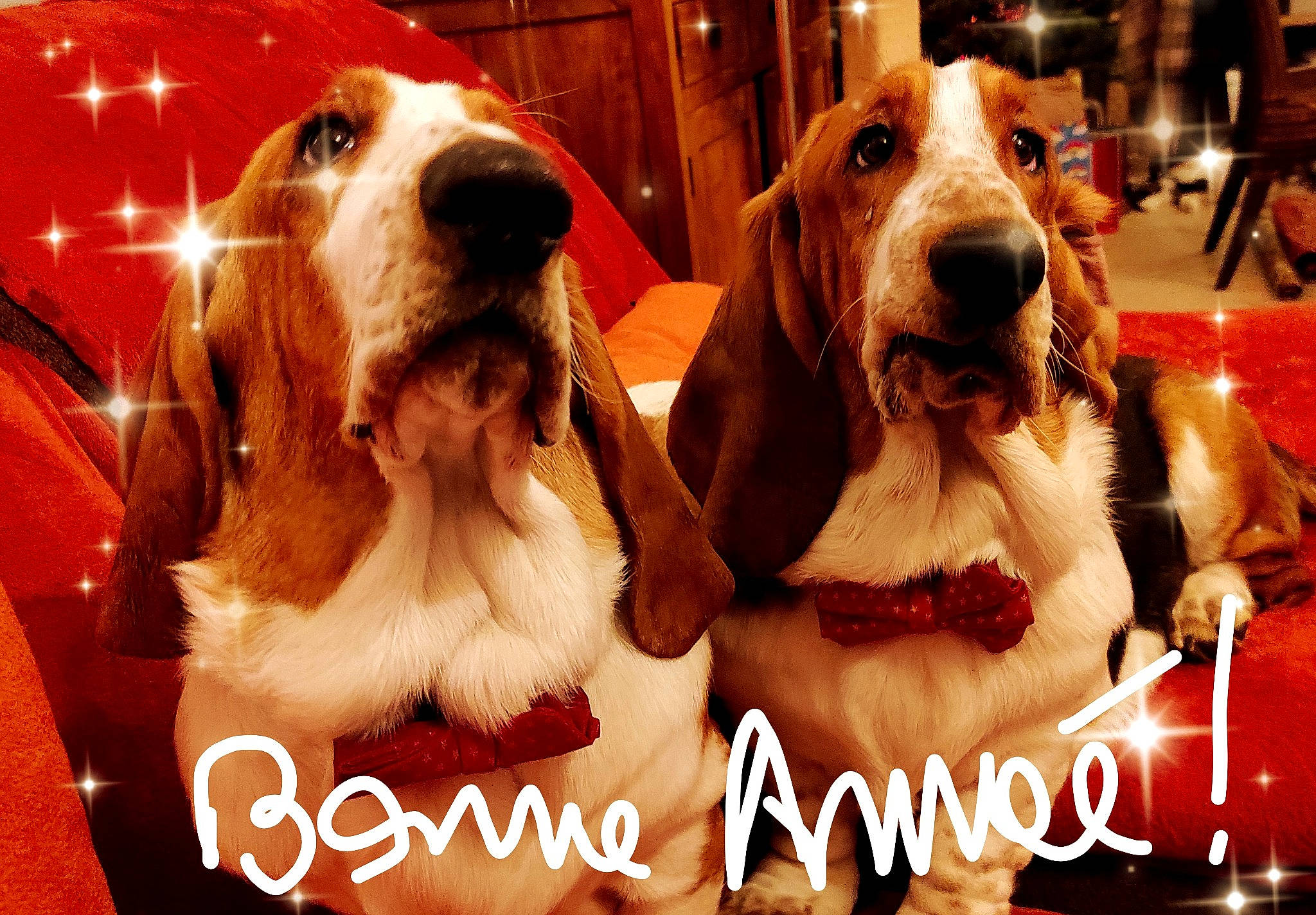 Schupachups Et Maurice participe au concours pour gagner de l'argent avec cette photo : carnivore, collar, companion_dog, dog, dog_breed, dog_collar, dog_supply, event, font, fur, giant_dog_breed, happy, liver, paw, pet_supply, photo_caption, sharing, snout, sporting_group, working_animal