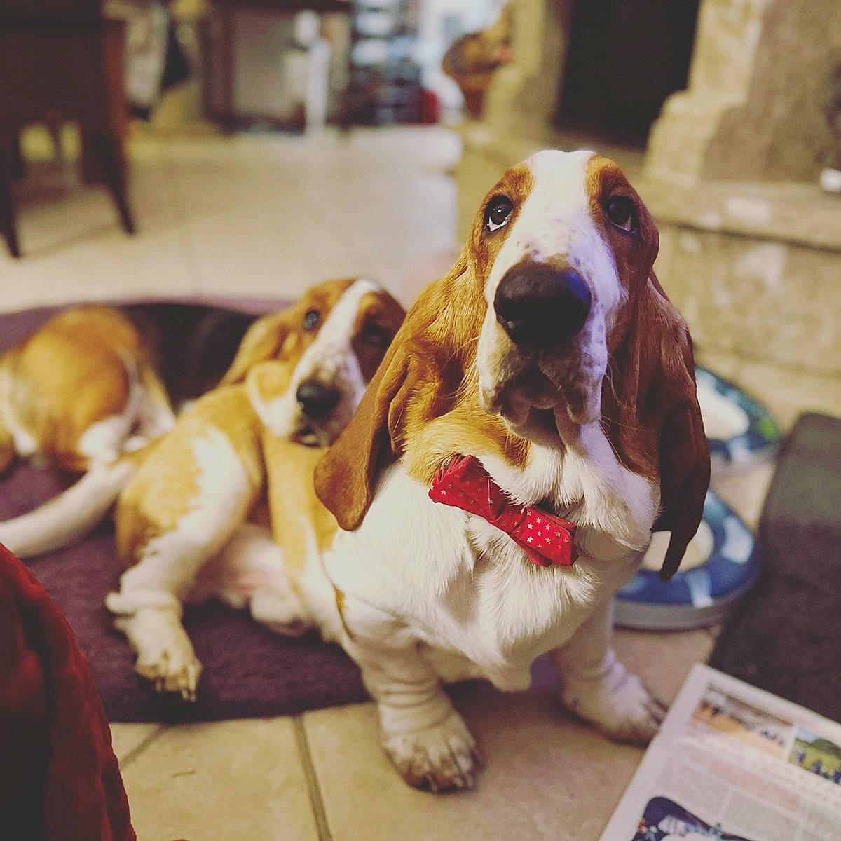 Schupachups Et Maurice a rejoint le concours — aidez-le/la à gagner de superbes lots ! basset_hound, canidae, carnivore, collar, companion_dog, dog, dog_breed, dog_supply, fawn, finnish_hound, fur, gun_dog, hound, liver, paw, pet_supply, scent_hound, snout, sporting_group, working_animal