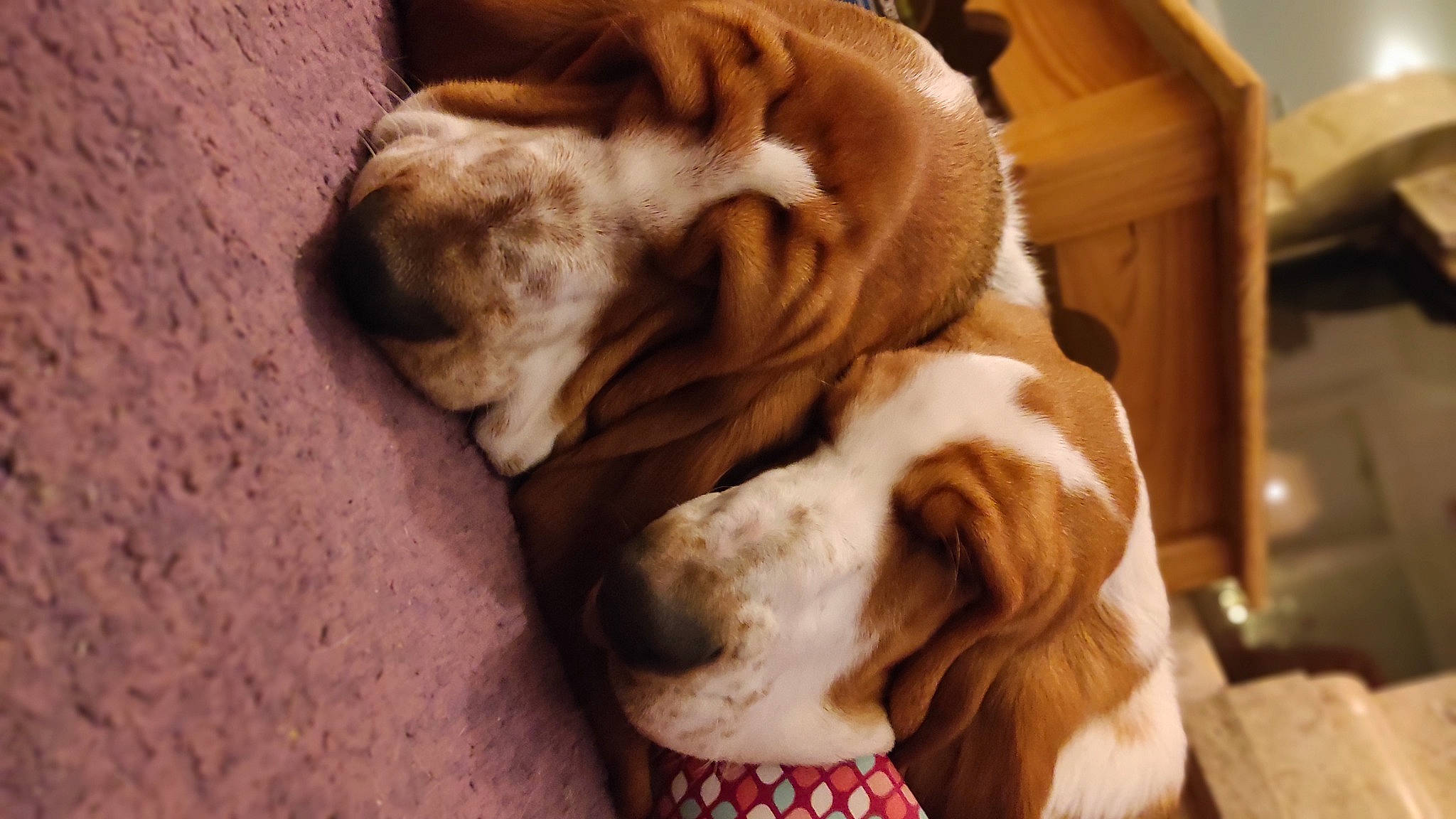 Schupachups Et Maurice a rejoint le concours — aidez-le/la à gagner de superbes lots ! bored, canidae, carnivore, comfort, companion_dog, dog, dog_breed, ear, fawn, fur, hardwood, liver, non_sporting_group, pet_supply, snout, sporting_group, tail, whiskers, wood, working_animal