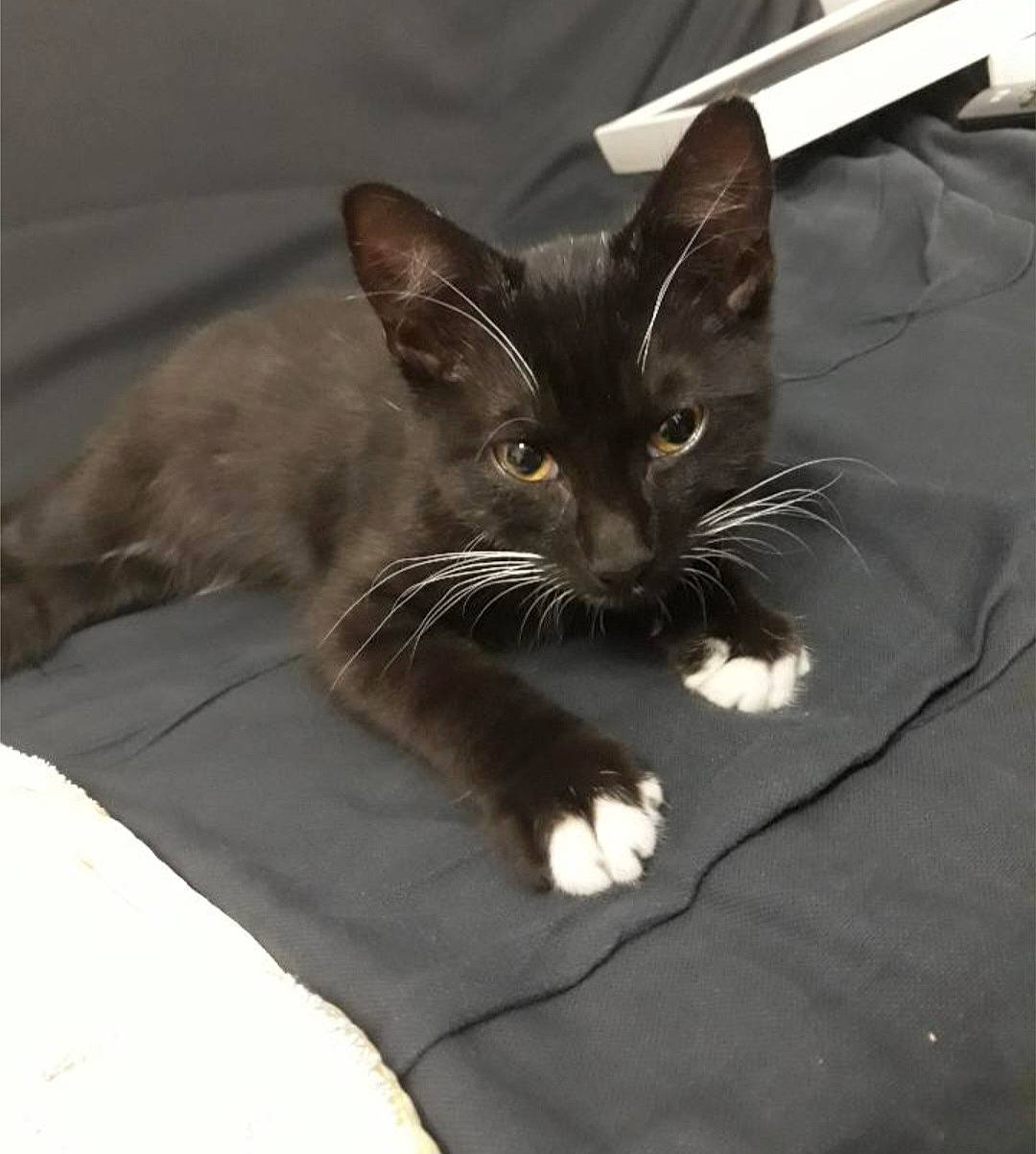 Bugsy a rejoint le concours — aidez-le/la à gagner de superbes lots ! black_cat, carnivore, cat, claw, comfort, domestic_short_haired_cat, felidae, fur, grey, paw, small_to_medium_sized_cats, snout, tail, whiskers