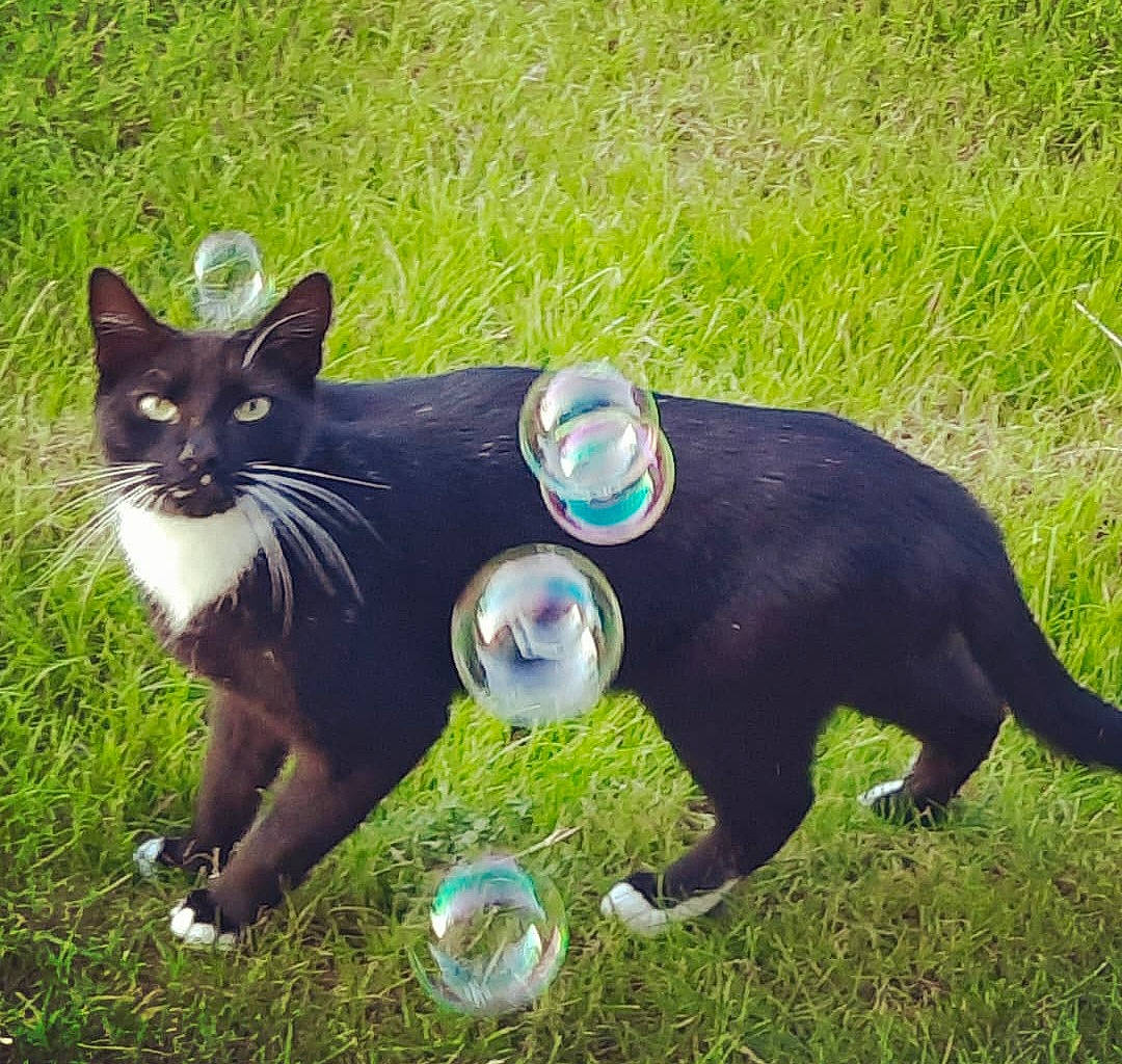 Bugsy a rejoint le concours — aidez-le/la à gagner de superbes lots ! carnivore, cat, collar, companion_dog, dog, dog_breed, domestic_short_haired_cat, electric_blue, felidae, grass, grassland, groundcover, lawn, pet_supply, plant, small_to_medium_sized_cats, snout, tail, toy, whiskers