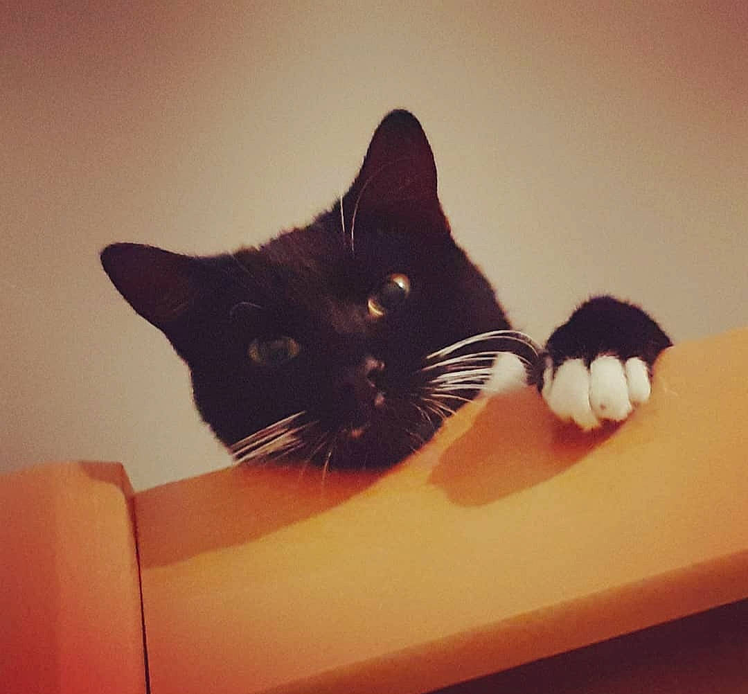 Bugsy a rejoint le concours — aidez-le/la à gagner de superbes lots ! black_cat, carnivore, cat, comfort, domestic_short_haired_cat, felidae, flooring, foot, fur, hardwood, paw, room, small_to_medium_sized_cats, snout, tail, tints_and_shades, whiskers, window, wood