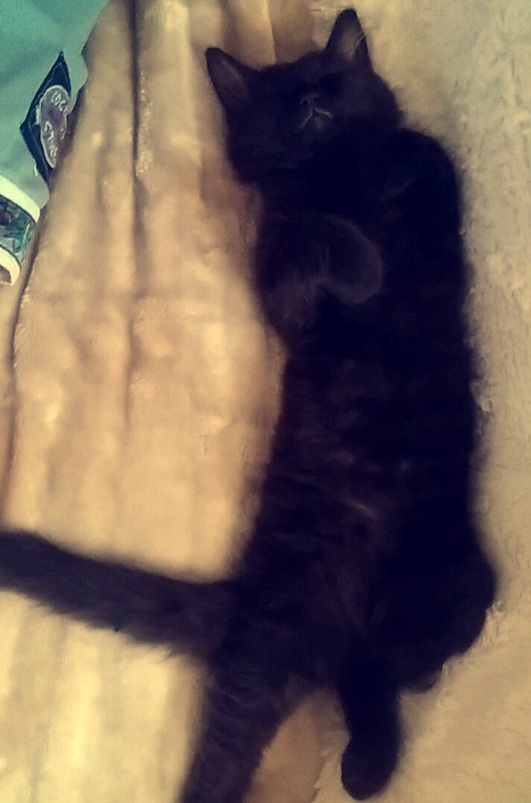 Mooki participe au concours pour gagner de l'argent avec cette photo : black_cat, carnivore, cat, claw, comfort, domestic_short_haired_cat, felidae, formal_wear, fur, linens, paw, shadow, sleeve, small_to_medium_sized_cats, snout, tail, tints_and_shades, whiskers, window