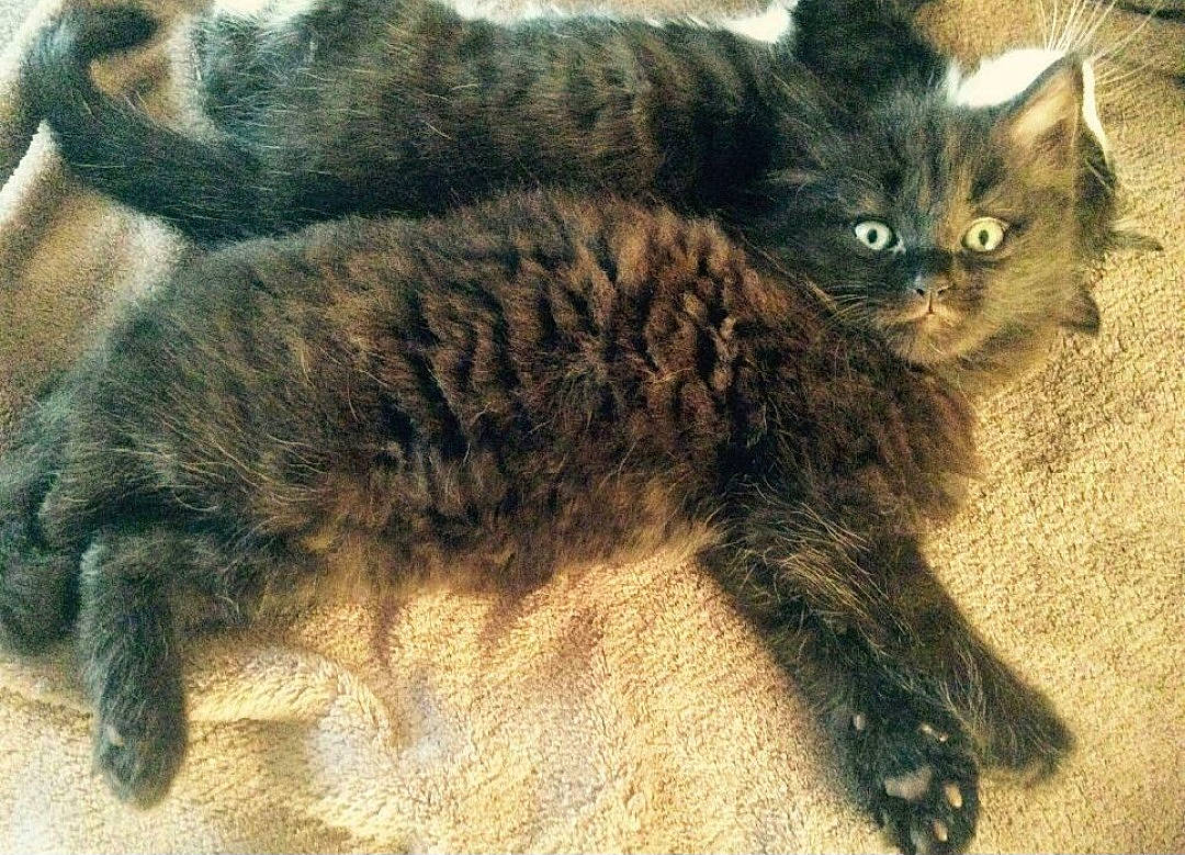 Mooki participe au concours pour gagner de l'argent avec cette photo : carnivore, cat, claw, comfort, dog_breed, domestic_short_haired_cat, felidae, fur, paw, small_to_medium_sized_cats, tail, terrestrial_animal, whiskers