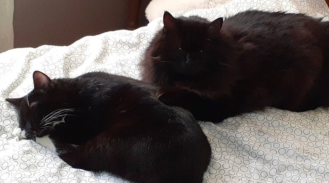 Mooki a rejoint le concours — aidez-le/la à gagner de superbes lots ! black_cat, bombay, canidae, carnivore, cat, claw, comfort, dog_breed, domestic_short_haired_cat, felidae, fur, grey, nap, paw, sleep, small_to_medium_sized_cats, snout, tail, terrestrial_animal, whiskers