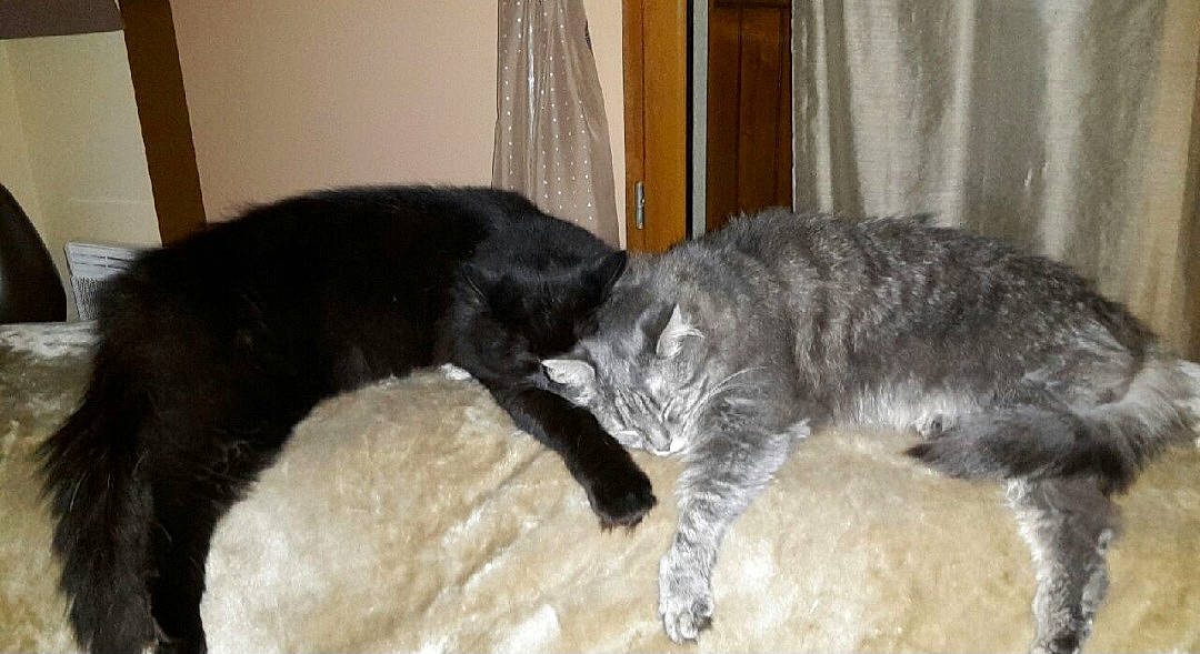 Mooki a rejoint le concours — aidez-le/la à gagner de superbes lots ! canidae, carnivore, cat, claw, comfort, companion_dog, curtain, dog_breed, felidae, fur, paw, small_to_medium_sized_cats, snout, sporting_group, tail, terrestrial_animal, whiskers