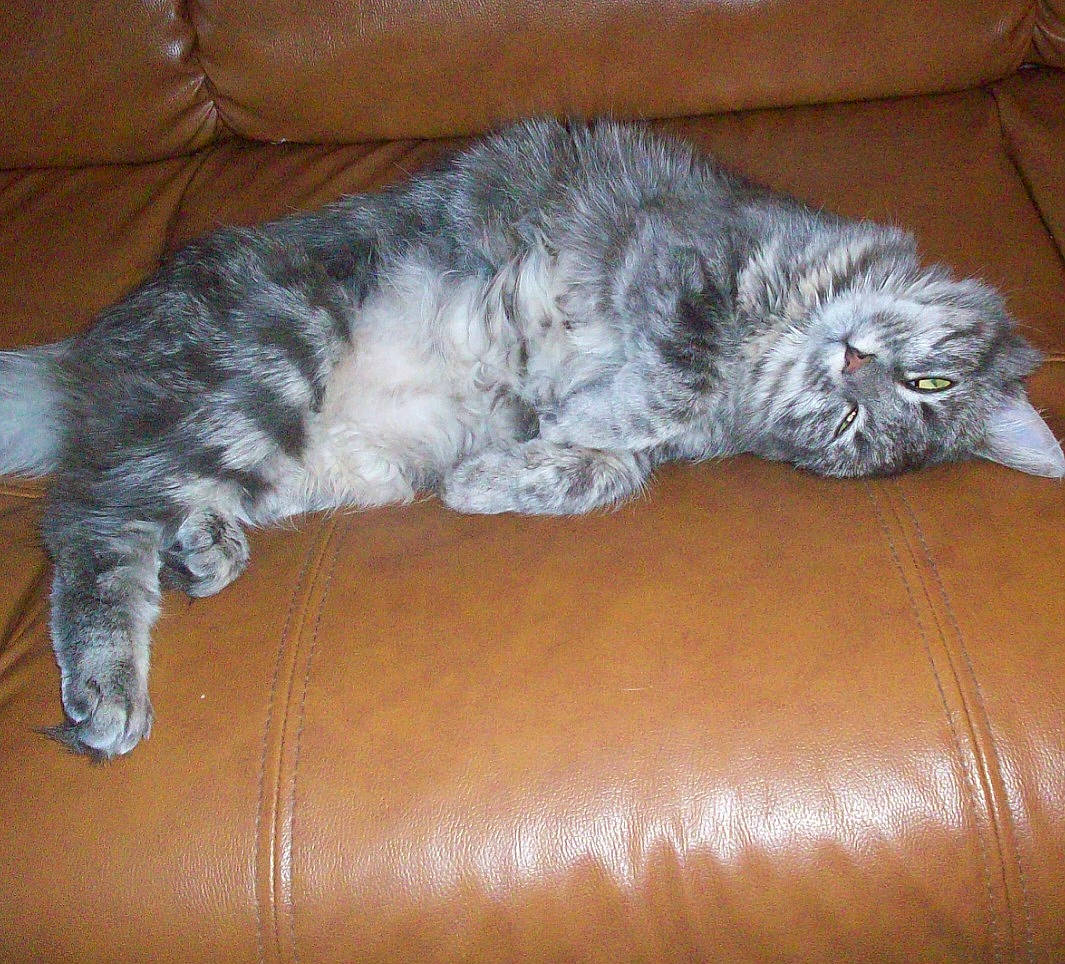 Chanel participe au concours pour gagner de l'argent avec cette photo : brown, carnivore, cat, claw, comfort, couch, felidae, fur, grey, hardwood, paw, small_to_medium_sized_cats, tail, terrestrial_animal, whiskers