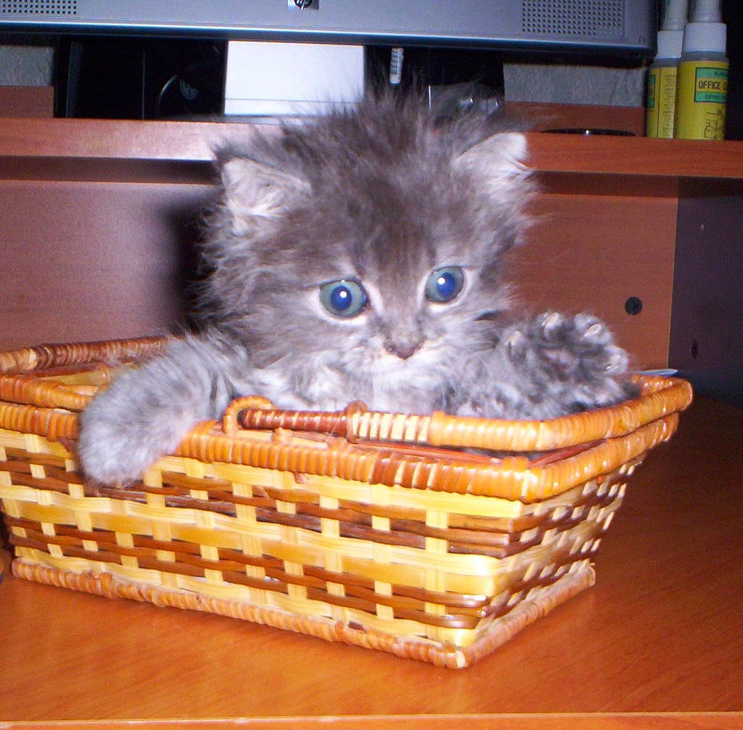 Chanel participe au concours pour gagner de l'argent avec cette photo : animal_shelter, basket, box, cabinetry, carnivore, cat, cat_supply, comfort, domestic_short_haired_cat, fawn, felidae, flooring, fur, hardwood, pet_supply, small_to_medium_sized_cats, storage_basket, tail, whiskers, wood