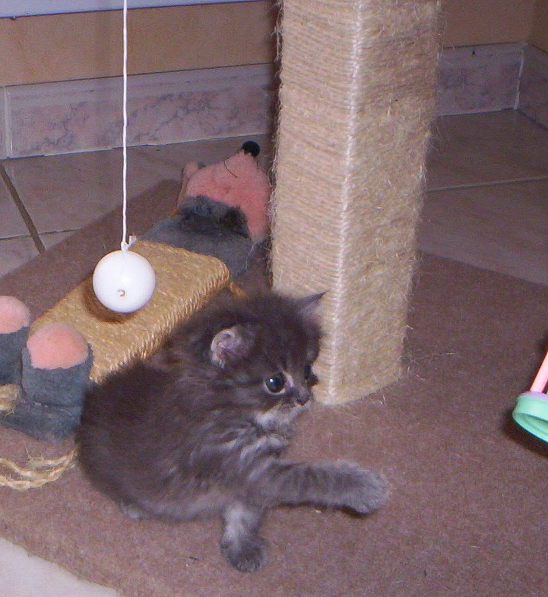 Chanel participe au concours pour gagner de l'argent avec cette photo : animal_shelter, black_cat, box, carnivore, cat, cat_furniture, cat_supply, domestic_short_haired_cat, fawn, felidae, floor, flooring, fur, hardwood, paw, small_to_medium_sized_cats, tail, terrestrial_animal, whiskers, wood