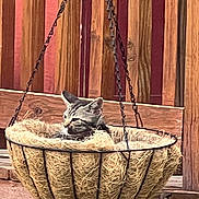 Optimus Prime joined the competition — help win amazing prizes! animal, brown, cat, cozy, cute, feline, hanging_basket, kitten, natural_fibers, nest, outdoor, peaceful, pet, quiet, relaxation, resting, small_animal, texture, warm_colors, wooden_background
