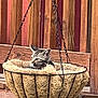 animal, brown, cat, cozy, cute, feline, hanging_basket, kitten, natural_fibers, nest, outdoor, peaceful, pet, quiet, relaxation, resting, small_animal, texture, warm_colors, wooden_background