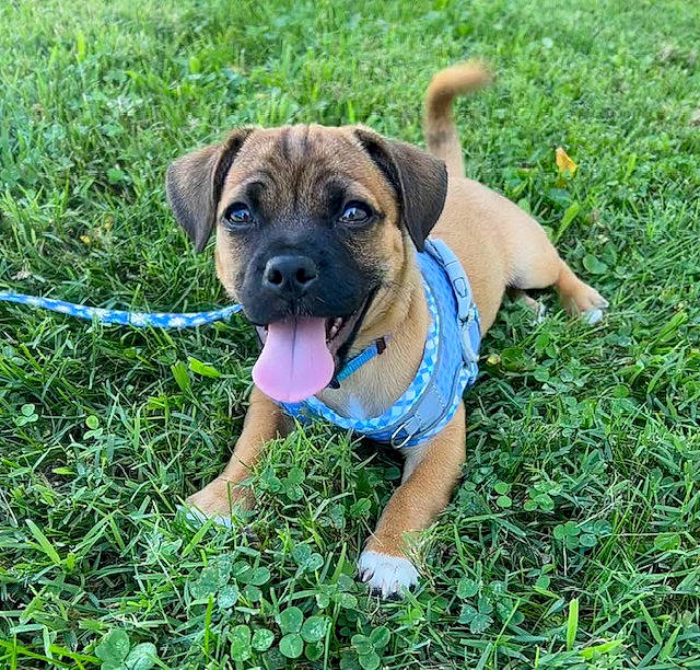 Tessa joined the competition — help win amazing prizes! ancient_dog_breeds, canidae, carnivore, collar, companion_dog, dog, dog_breed, dog_supply, fawn, grass, groundcover, guard_dog, lawn, plant, puggle, snout, sporting_group, toy_dog, working_animal, working_dog