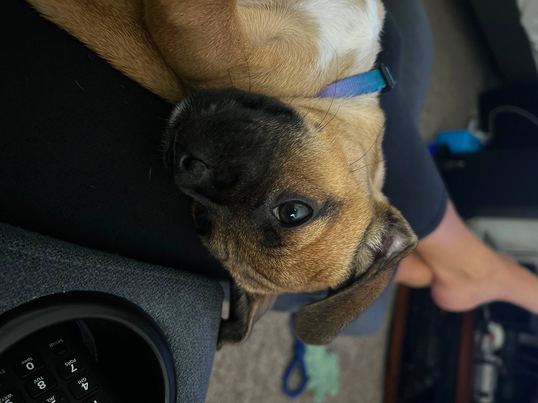 Tessa is registered to the contest to win money with this photo: canidae, carnivore, collar, comfort, companion_dog, dog, dog_breed, ear, fawn, fur, gauge, non_sporting_group, personal_luxury_car, pug, snout, sporting_group, toy_dog, whiskers, working_animal, wrinkle