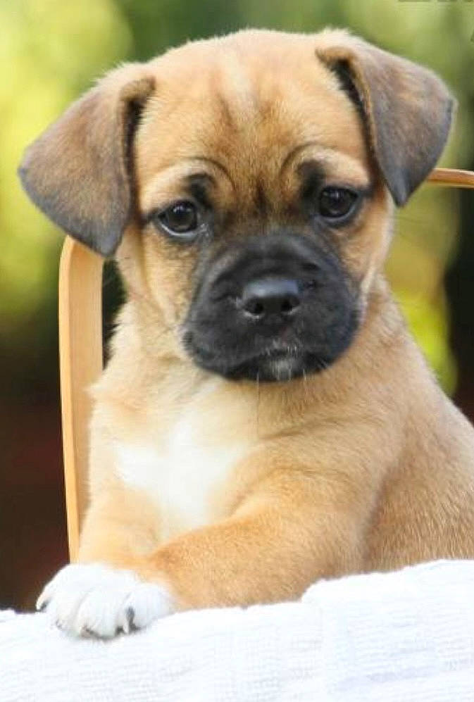 Tessa is registered to the contest to win money with this photo: ancient_dog_breeds, biting, bored, canidae, carnivore, companion_dog, dog, dog_breed, fawn, non_sporting_group, pug, snout, sporting_group, terrestrial_animal, toy_dog, whiskers, working_animal, working_dog, wrinkle