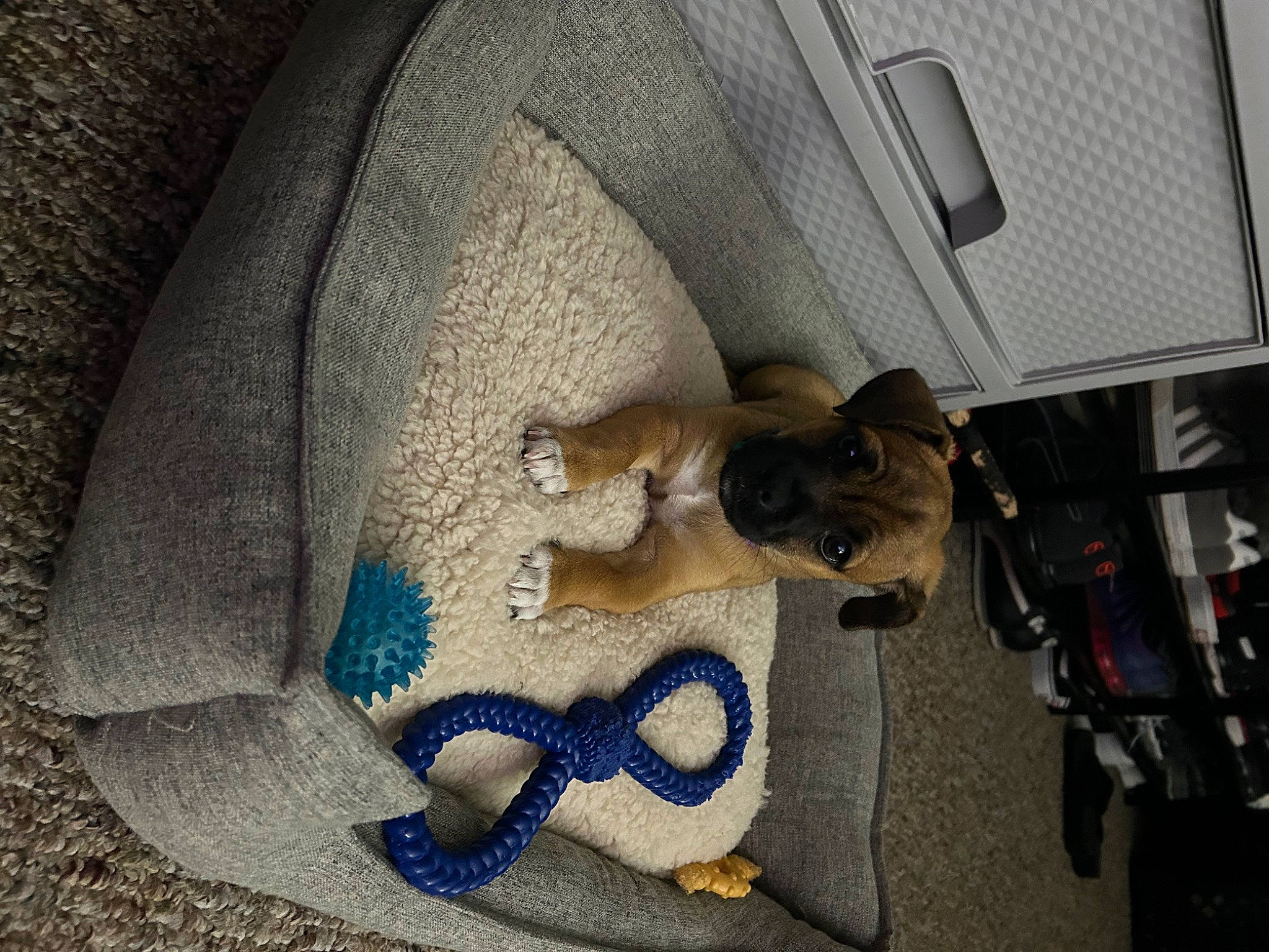 Tessa joined the competition — help win amazing prizes! auto_part, automotive_exterior, automotive_tire, automotive_wheel_system, bumper, car_seat, carnivore, dog, electric_blue, family_car, fashion_accessory, fawn, motor_vehicle, snout, tail, tire, trunk, vehicle, vehicle_door, wheel