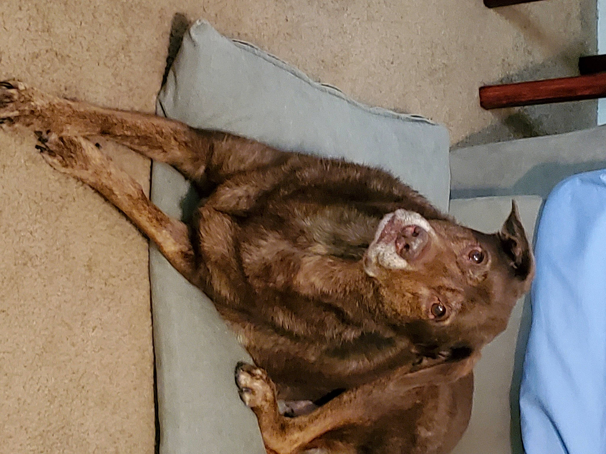 Aramis is registered to the contest to win money with this photo: carnivore, cat, felidae, mammal, small_to_medium_sized_cats