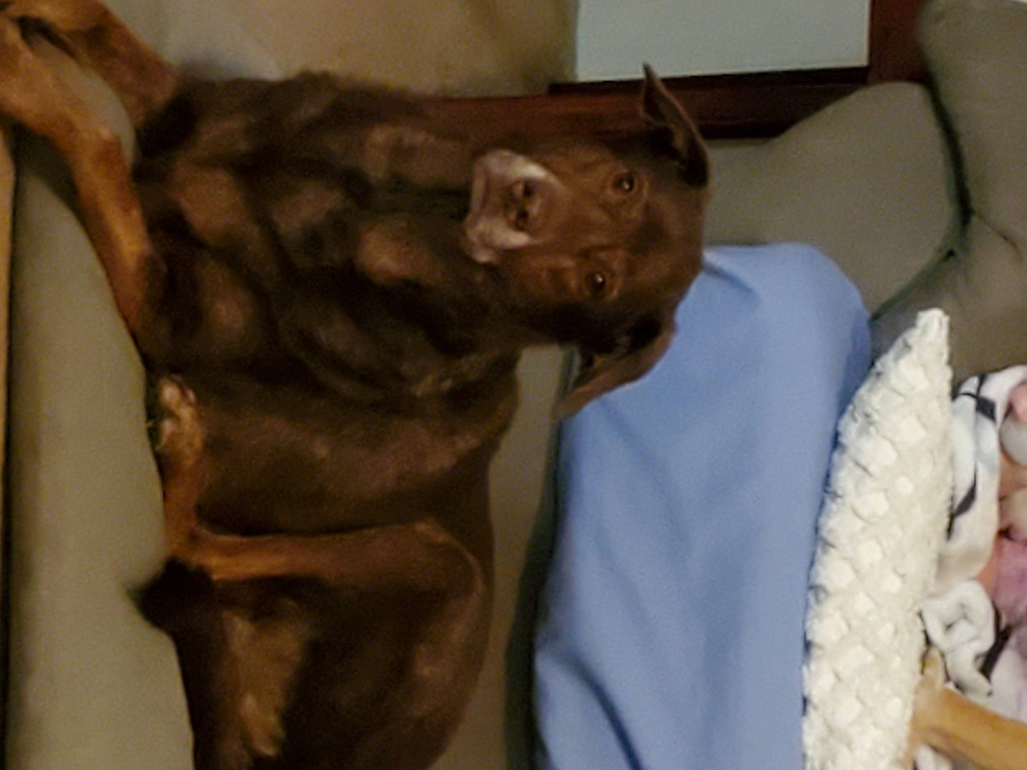 Aramis is registered to the contest to win money with this photo: carnivore, cat, felidae, fur, head, mammal, small_to_medium_sized_cats, tail, whiskers