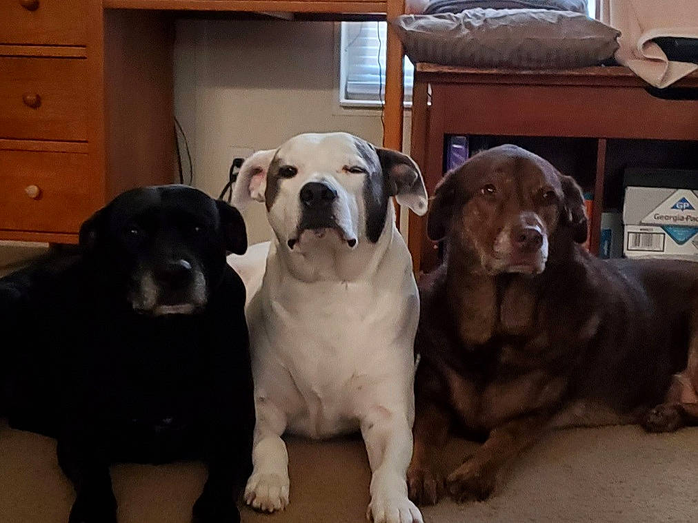 Aramis is registered to the contest to win money with this photo: american_bulldog, bandog, borador, cane_corso, canidae, carnivore, companion_dog, dog, dog_breed, fawn, guard_dog, labrador_retriever, mammal, non_sporting_group, snout, sporting_group, vertebrate