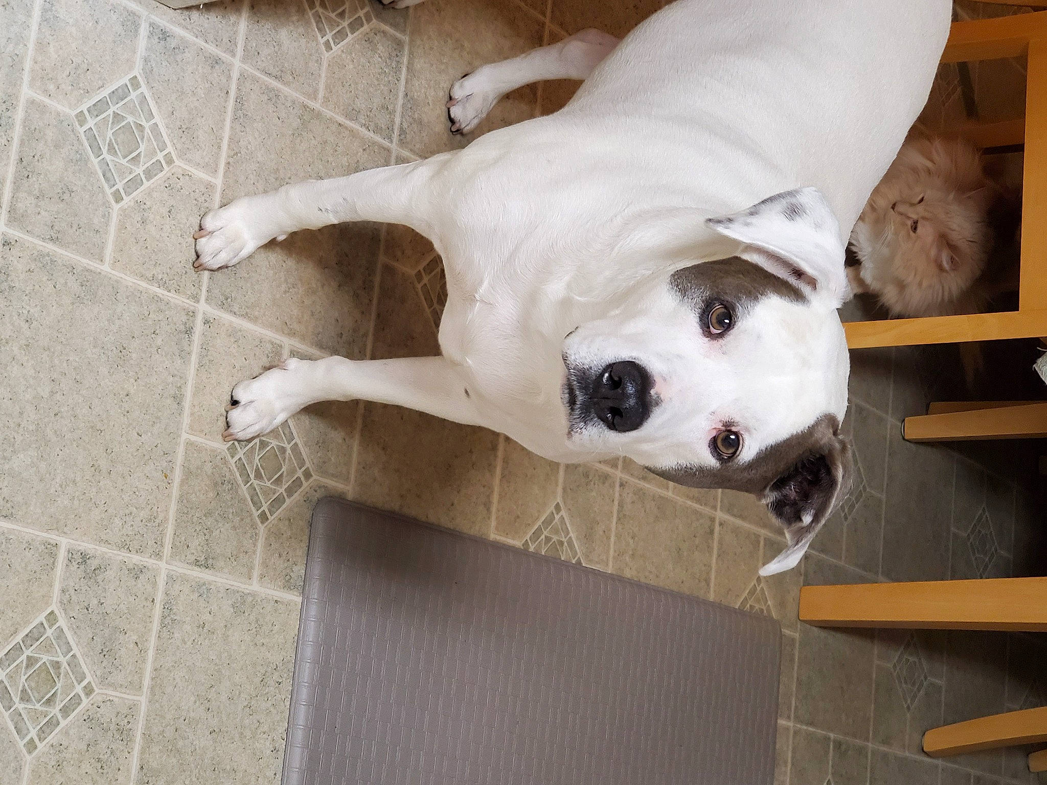 Maximillian joined the competition — help win amazing prizes! american_bulldog, canidae, carnivore, companion_dog, dog, dog_breed, dogo_argentino, dogo_guatemalteco, fawn, guard_dog, non_sporting_group, snout, sporting_group, valley_bulldog