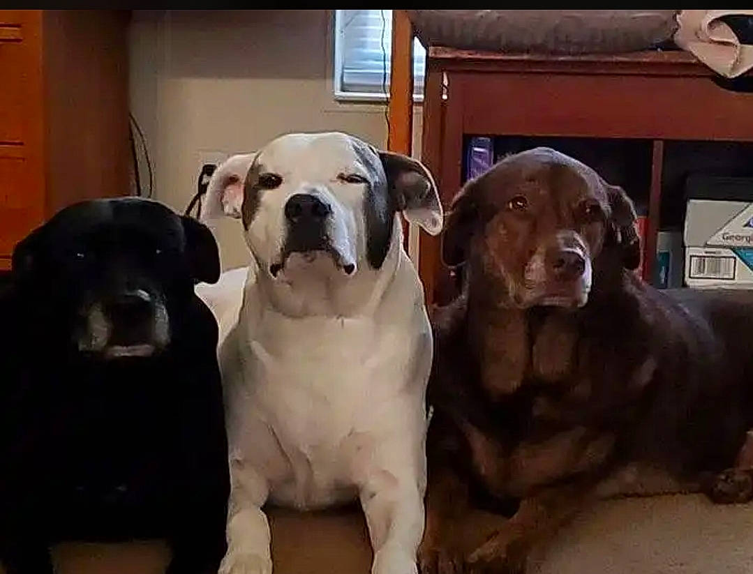 Maximillian joined the competition — help win amazing prizes! american_bulldog, american_pit_bull_terrier, bandog, bulldog, bully_kutta, cane_corso, canidae, carnivore, companion_dog, dog, dog_breed, fawn, mammal, non_sporting_group, nose, pit_bull, rare_breed_dog, snout, sporting_group, vertebrate