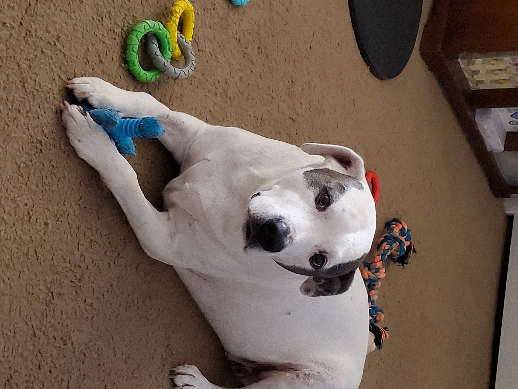 Maximillian is registered to the contest to win money with this photo: american_bulldog, canidae, carnivore, dog, dog_breed, dogo_guatemalteco, fawn, non_sporting_group, snout, sporting_group, tail