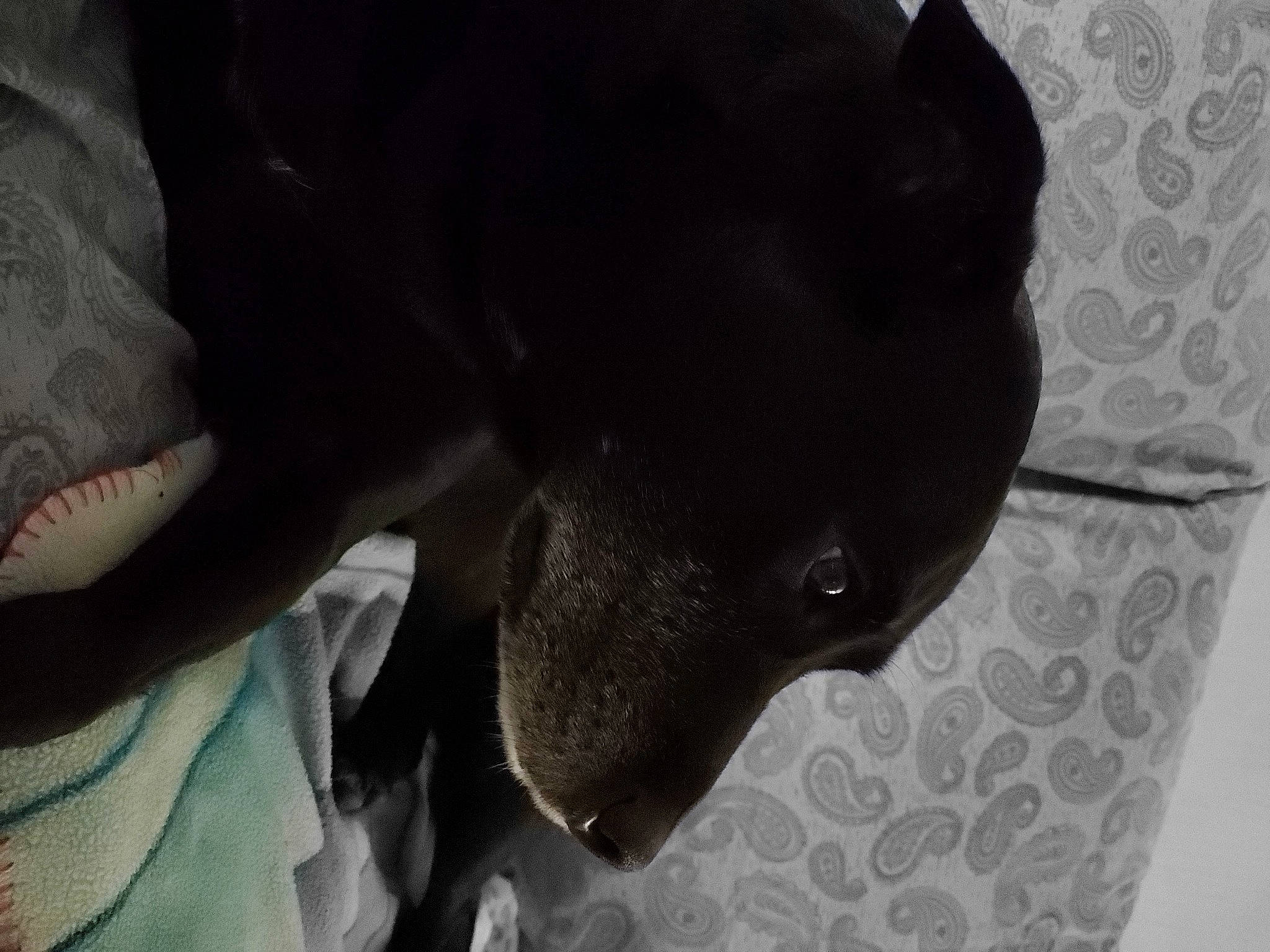 Daisy Mae joined the competition — help win amazing prizes! black, canidae, carnivore, dog, dog_breed, mammal, non_sporting_group, snout, sporting_group, whiskers