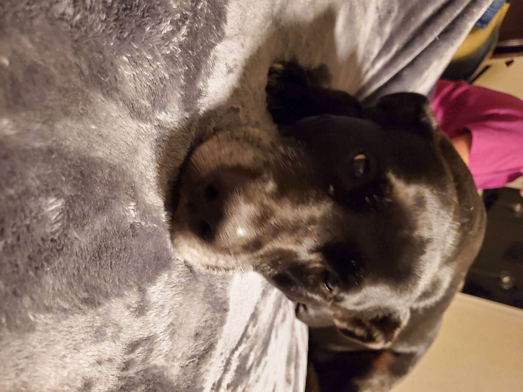 Daisy Mae is registered to the contest to win money with this photo: canidae, carnivore, dog, dog_breed, ear, nose, snout, sporting_group, whiskers