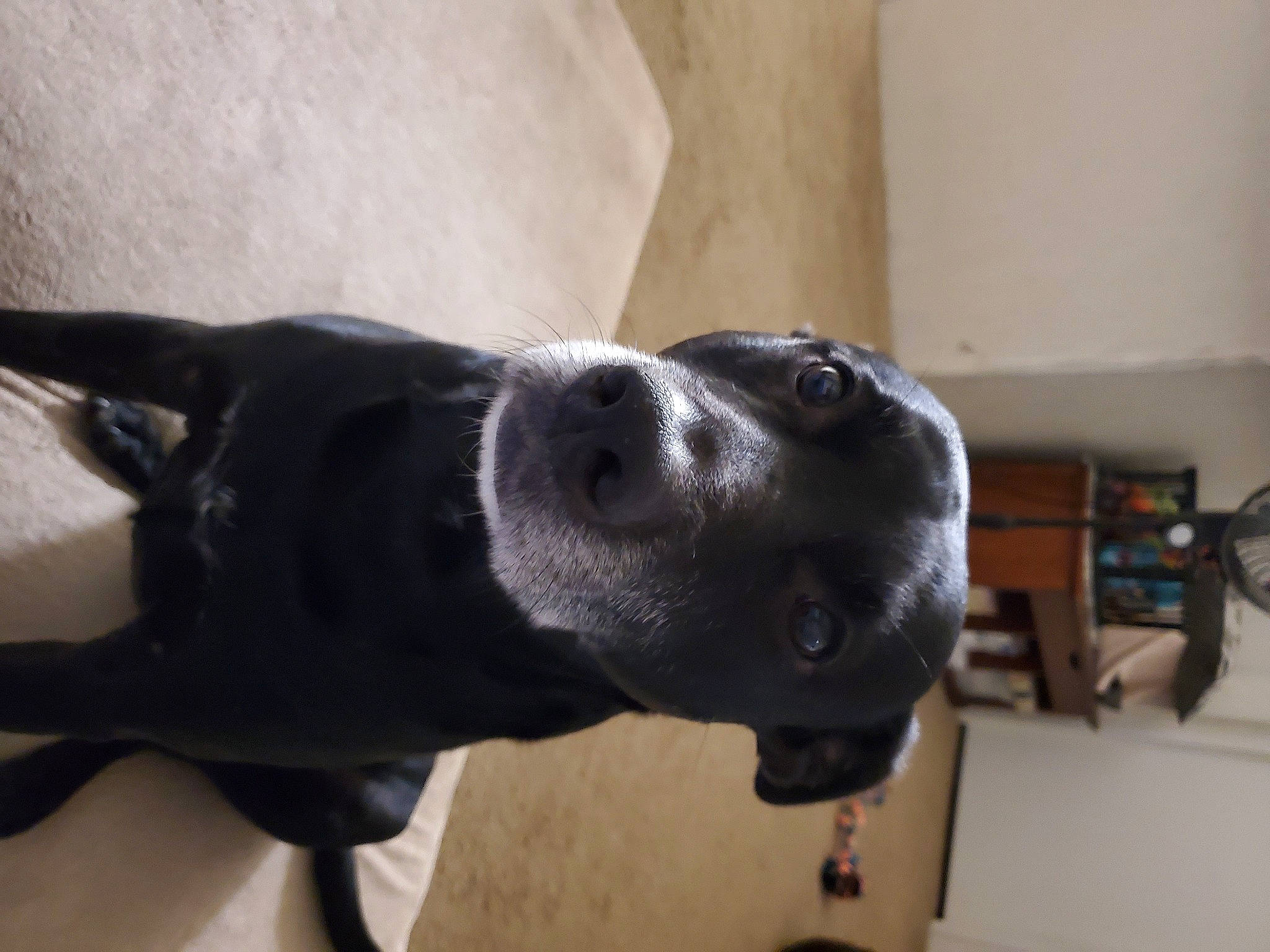 Daisy Mae is registered to the contest to win money with this photo: american_pit_bull_terrier, american_staffordshire_terrier, borador, canidae, carnivore, dog, dog_breed, labrador_retriever, mammal, non_sporting_group, nose, pit_bull, pointer, snout, sporting_group, staffordshire_bull_terrier