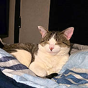 Loki is registered to the contest to win money with this photo: cat, pet, indoor, resting, blanket, striped, fur, cozy, sleeping, cute, animal, domestic, relaxed, tabby, whiskers, pink_nose, ears, comfort, closeup, bed
