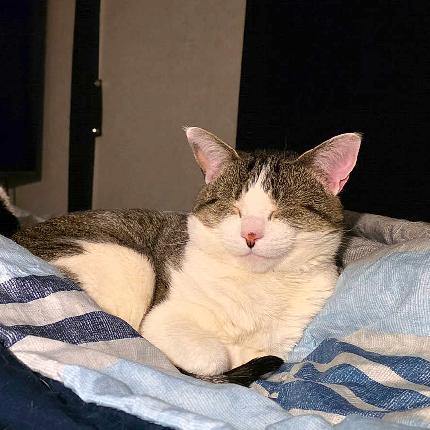 Loki