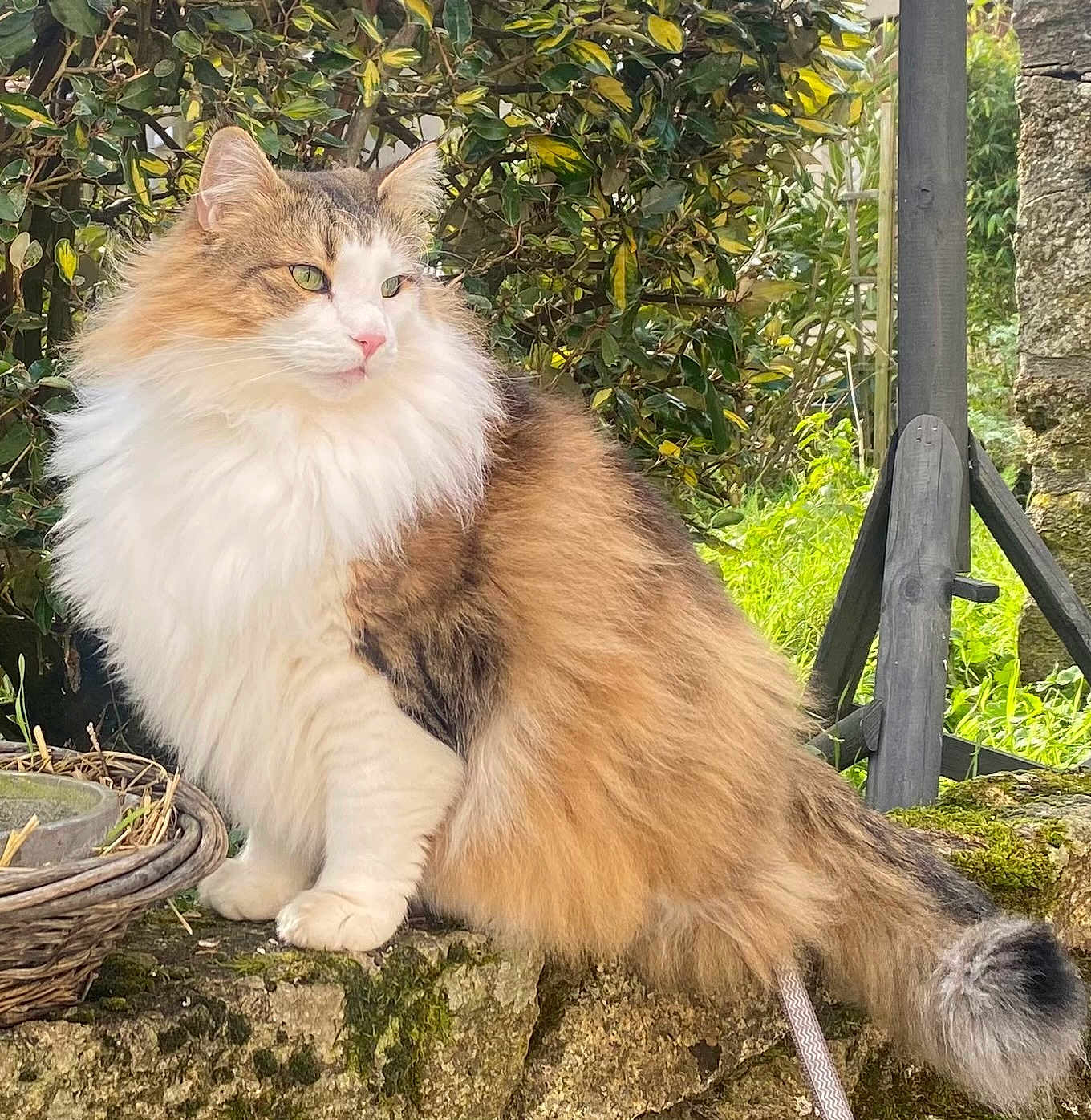 Jumper participe au concours pour gagner de l'argent avec cette photo : cat, fluffy, long_hair, animal, pet, outdoor, greenery, plant, stone, moss, feline, nature, garden, whiskers, tail, ears, sitting, fur, leaf, wood