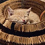 Tiggy is registered to the contest to win money with this photo: kitten, sleeping, cat, cardboard, bed, circular, orange_fur, pet, cozy, sunlight, indoor, carpet, feline, resting, cute, whiskers, soft, nap, animal, relaxed