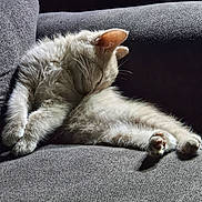 Tiggy joined the competition — help win amazing prizes! cat, white_cat, furry, sleeping, grooming, paw, ears, whiskers, couch, gray_couch, furniture, indoor, pet, relaxed, cozy, animal, cute, fluffy, resting, sunlight