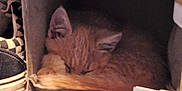 Tiggy is registered to the contest to win money with this photo: kitten, cat, sleeping, cubby, fabric_shelf, orange_tabby, cozy, indoor, shoes, storage, resting, feline, pet, small, fur, cute, hidden, quiet, napping, home