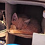 kitten, cat, sleeping, cubby, fabric_shelf, orange_tabby, cozy, indoor, shoes, storage, resting, feline, pet, small, fur, cute, hidden, quiet, napping, home
