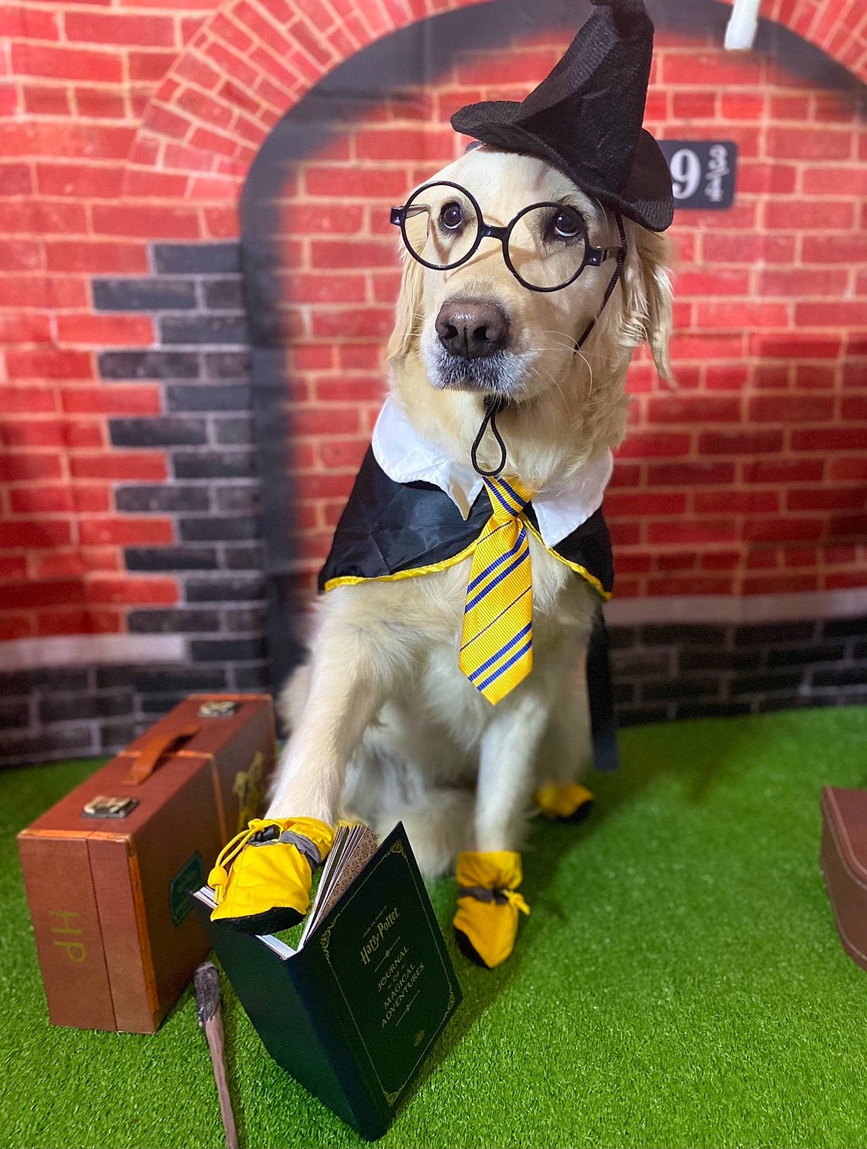 Courage is registered to the contest to win money with this photo: animation, box, brick, brickwork, canidae, carnivore, companion_dog, costume, costume_hat, dog, dog_breed, dog_supply, eyewear, fun, glasses, grass, hat, party_hat, shipping_box, working_animal