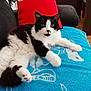 cat, black_and_white, fluffy, lying_down, towel, red_pillow, sofa, indoor, furniture, cozy, relaxed, pet, animal, whiskers, green_eyes, paw, tail, home, domestic, resting