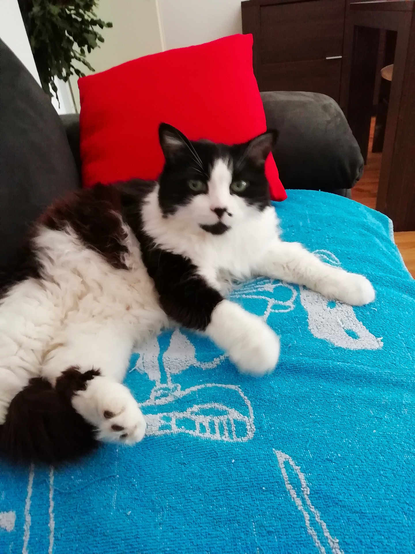 Duchesse a rejoint le concours — aidez-le/la à gagner de superbes lots ! cat, black_and_white, fluffy, lying_down, towel, red_pillow, sofa, indoor, furniture, cozy, relaxed, pet, animal, whiskers, green_eyes, paw, tail, home, domestic, resting