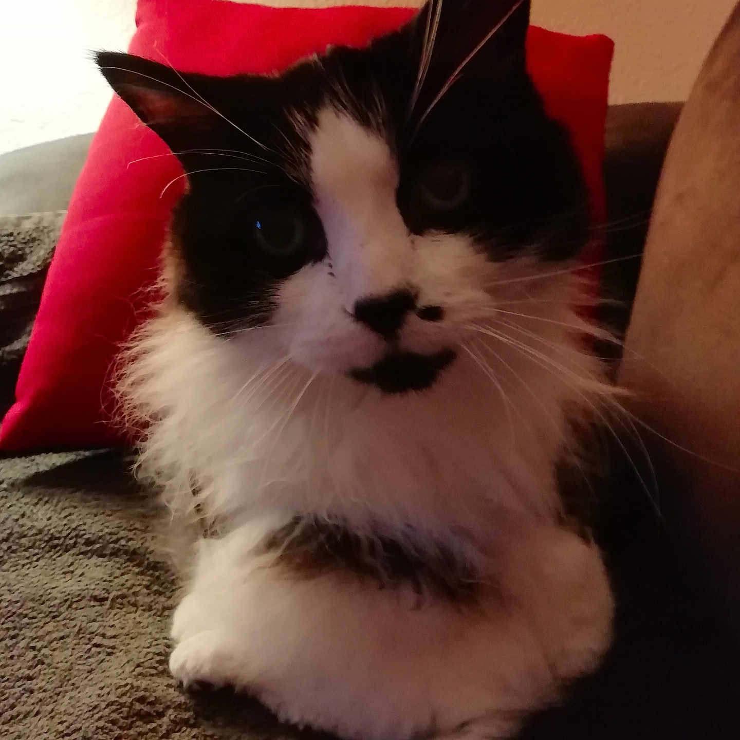 Duchesse participe au concours pour gagner de l'argent avec cette photo : animal, black_and_white, cat, close_up, cozy, cute, domestic_cat, face, fluffy, fur, indoor, mammal, paw, pet, pillow, red_pillow, relaxed, sitting, soft, whiskers