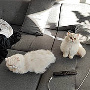 Lilou a rejoint le concours — aidez-le/la à gagner de superbes lots ! cat, cats, fluffy, white_cat, sofa, couch, pillow, blanket, remote_control, charging_cable, indoor, pet, furniture, shadow, relaxing, domestic, cozy, animal, resting, living_room