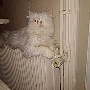 Jimbo a rejoint le concours — aidez-le/la à gagner de superbes lots ! cat, fluffy, white, radiator, indoor, pet, animal, feline, one_eye, fur, resting, home, wall, pipe, knob, closeup, cute, domestic, relaxed, flash