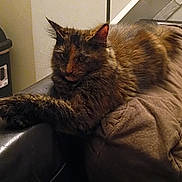 Callie joined the competition — help win amazing prizes! cat, tortoiseshell_cat, feline, pet, indoor, couch, furniture, brown, relaxed, stretching, paw, fur, animal, resting, cozy, home, living_room, domestic, cute, sleepy