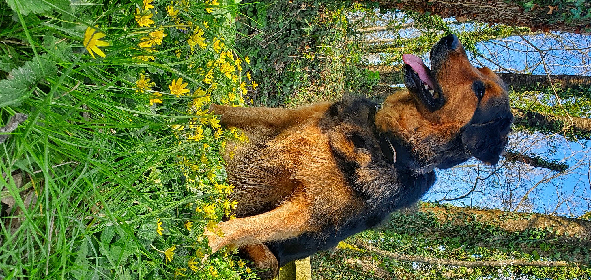 Onyx participe au concours pour gagner de l'argent avec cette photo : canidae, carnivore, companion_dog, dog, dog_breed, fawn, flower, flowering_plant, fur, german_shepherd_dog, grass, groundcover, herbaceous_plant, old_german_shepherd_dog, plant, snout, sporting_group, subshrub, tail, terrestrial_animal