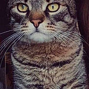 Pastruch participe au concours pour gagner de l'argent avec cette photo : cat, tabby, close_up, yellow_eyes, fur, whiskers, animal, pet, portrait, indoor, serious, cute, mammal, feline, face, ears, nose, mustache, striped, domestic_cat